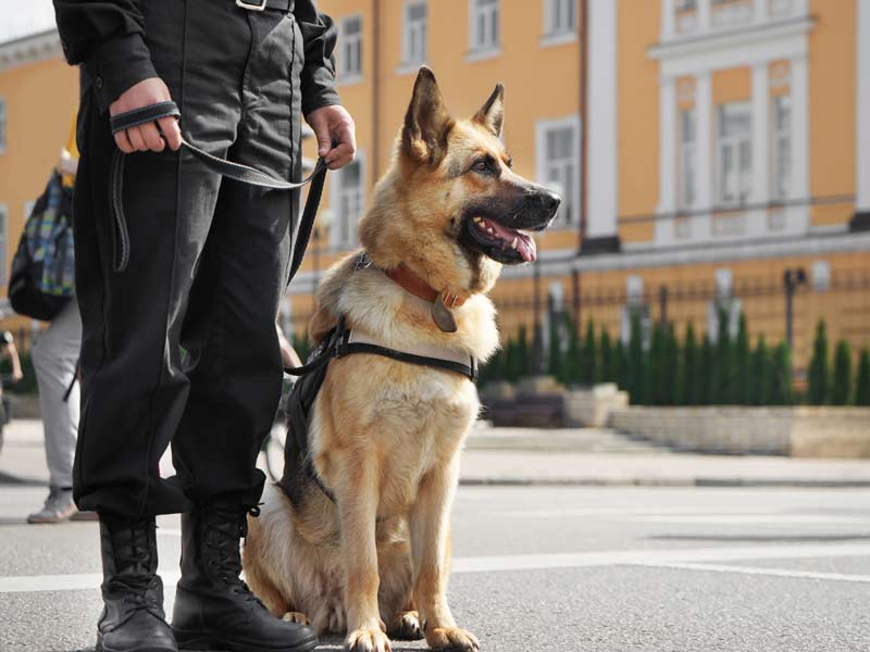 K9 security services blackburn